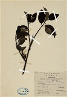 藏品(小米寄生木)的圖片